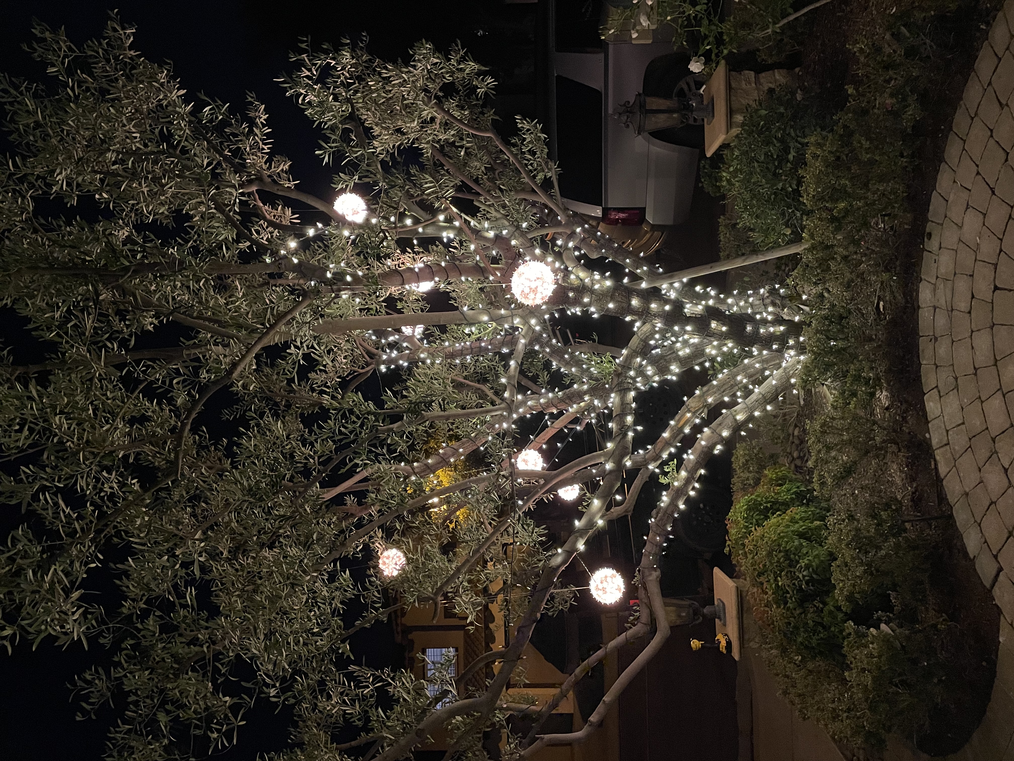 Tree wrapped in warm white holiday lights